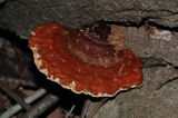 BD3_0460