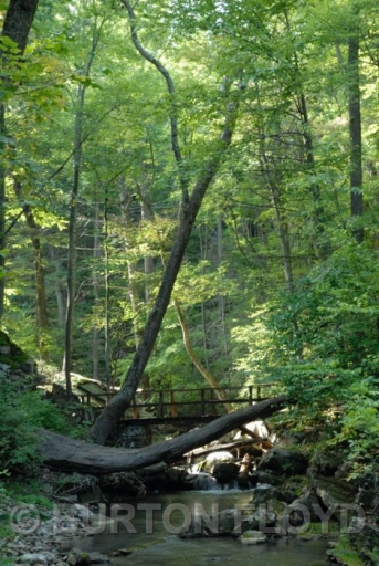 BRF_0875.JPG