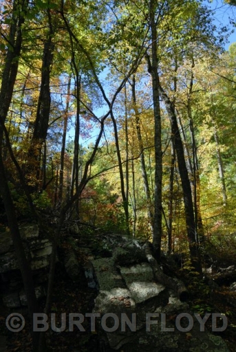 BRF_1719.JPG