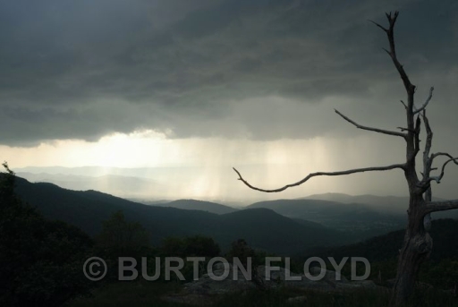 BRF_0059.JPG