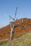 BRF_2003